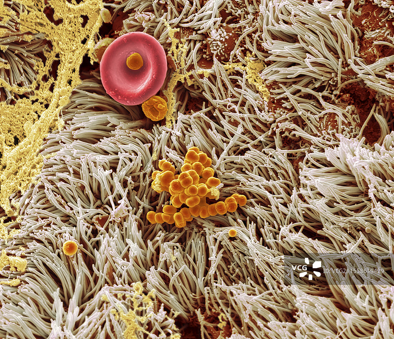 鼻上皮，扫描电子显微镜图像图片素材