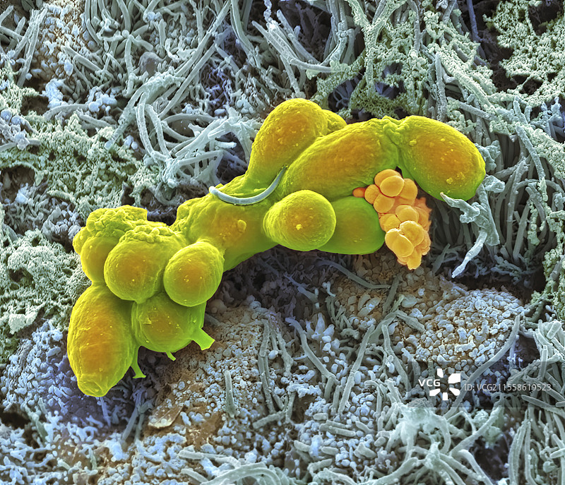 鼻上皮，扫描电子显微镜图像图片素材