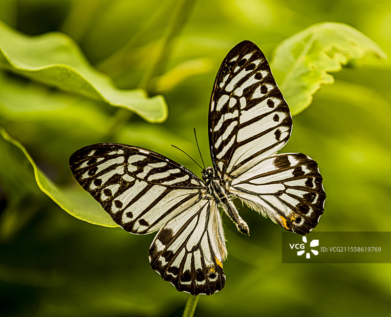 马来西亚斑马蝶栖息在茎上图片素材