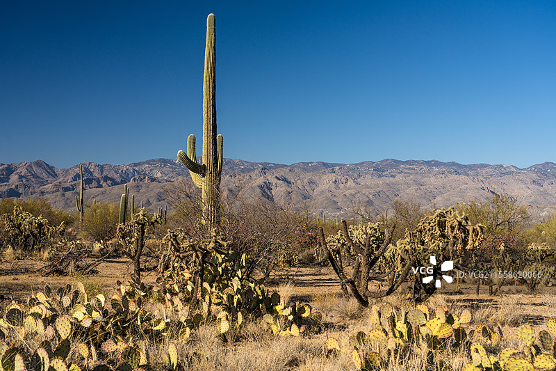 亚利桑那州的沙漠植被与卡塔利娜山脉图片素材