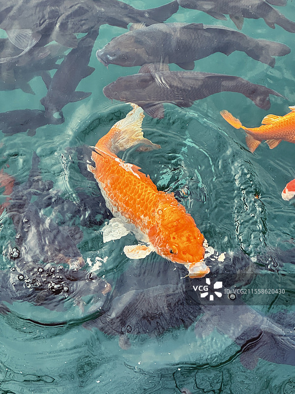 五龙潭里红色的鲤鱼图片素材