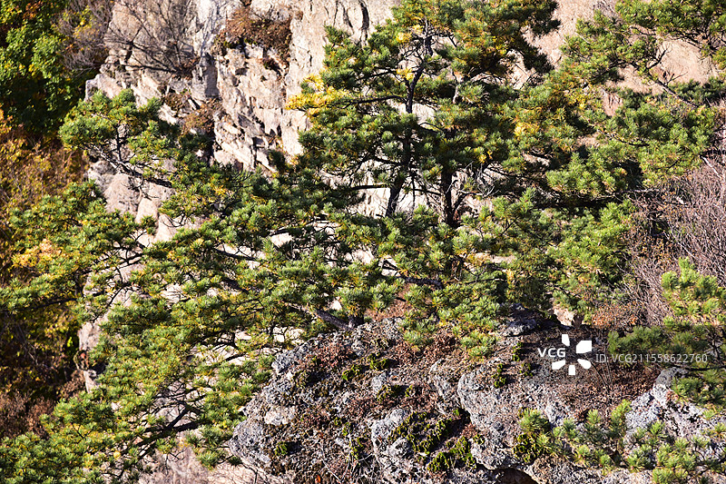 辽宁本溪五女山景区秋天松树秋景图片素材