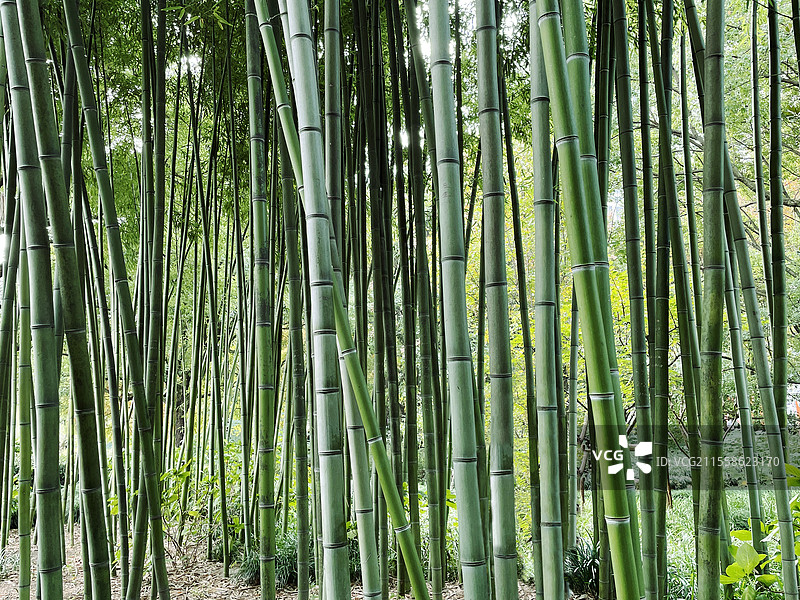 上海延中绿地公园的竹子 刚竹图片素材