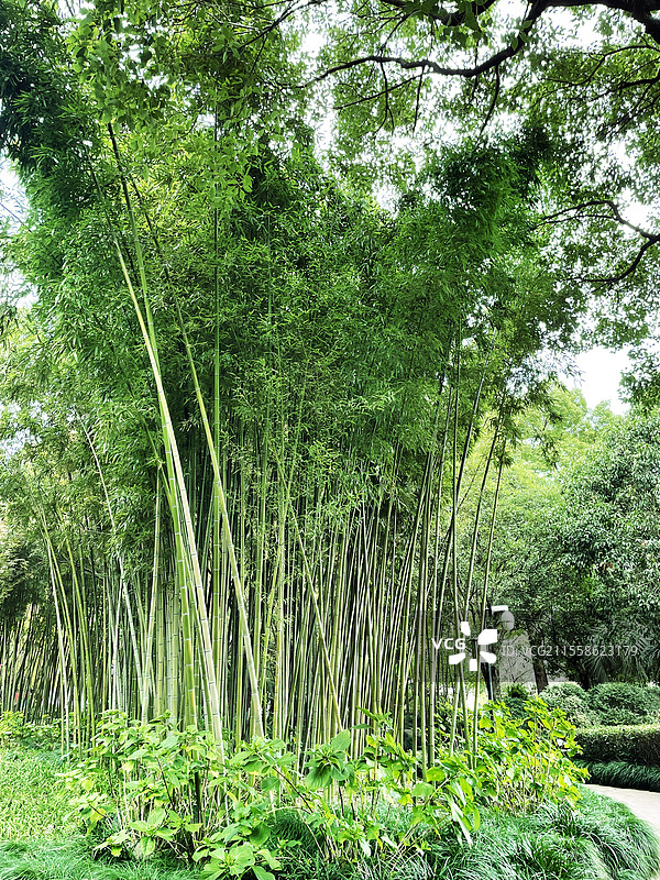 上海延中绿地公园的竹子 刚竹图片素材