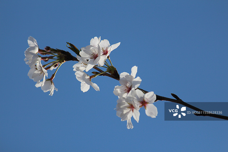 樱花蓝天图片素材
