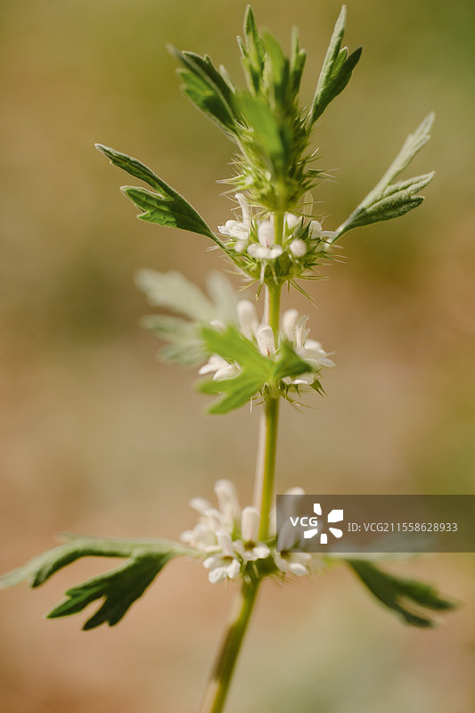 夏至草。小益母草图片素材
