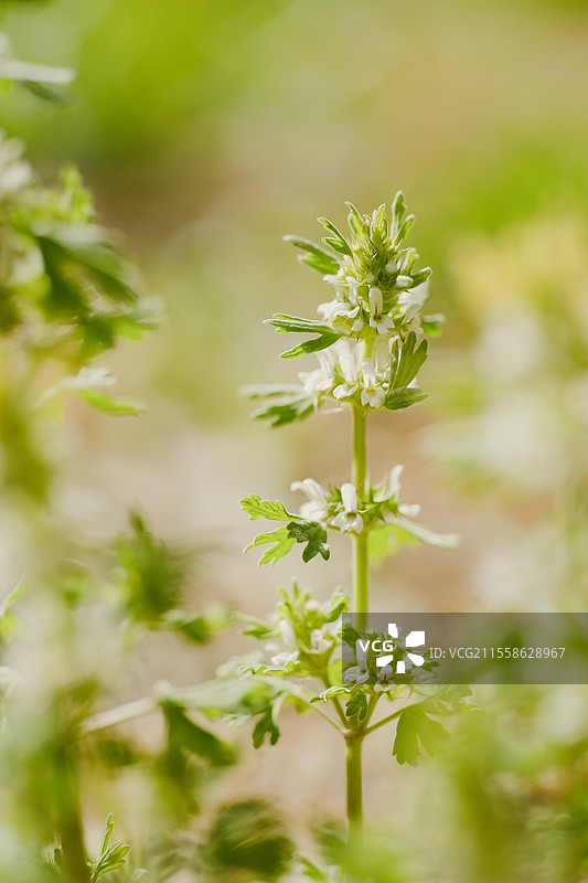 夏至草。小益母草图片素材