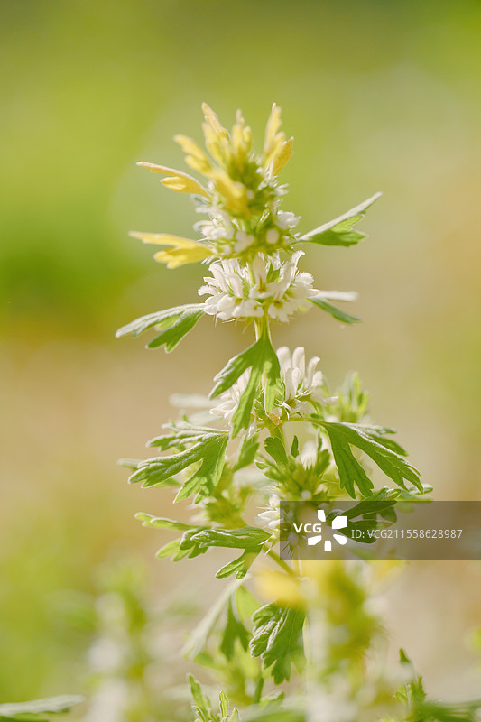 夏至草。小益母草图片素材