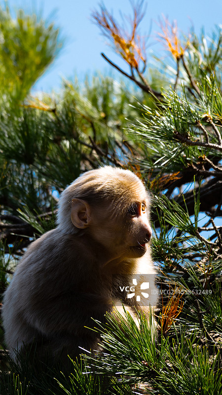 黄山短尾猴图片素材