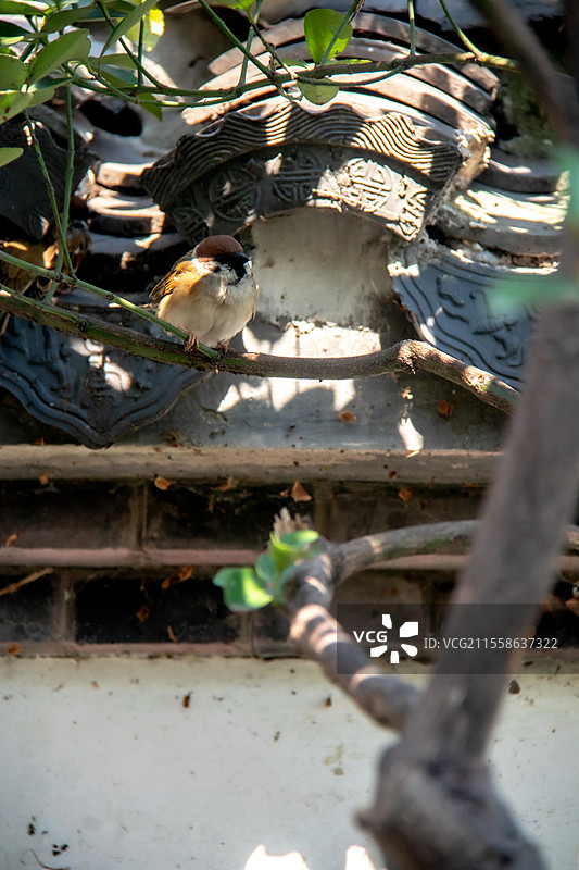 杭州西湖园林里在屋檐瓦顶上停留的麻雀图片素材