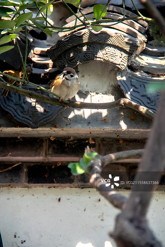 杭州西湖园林里在屋檐瓦顶上停留的麻雀图片素材