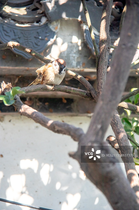 杭州西湖园林里在屋檐瓦顶上停留的麻雀图片素材