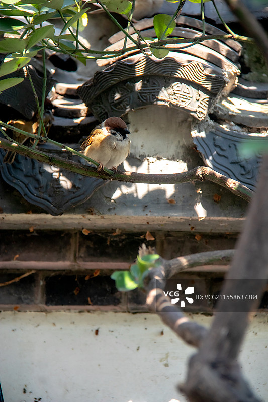 杭州西湖园林里在屋檐瓦顶上停留的麻雀图片素材