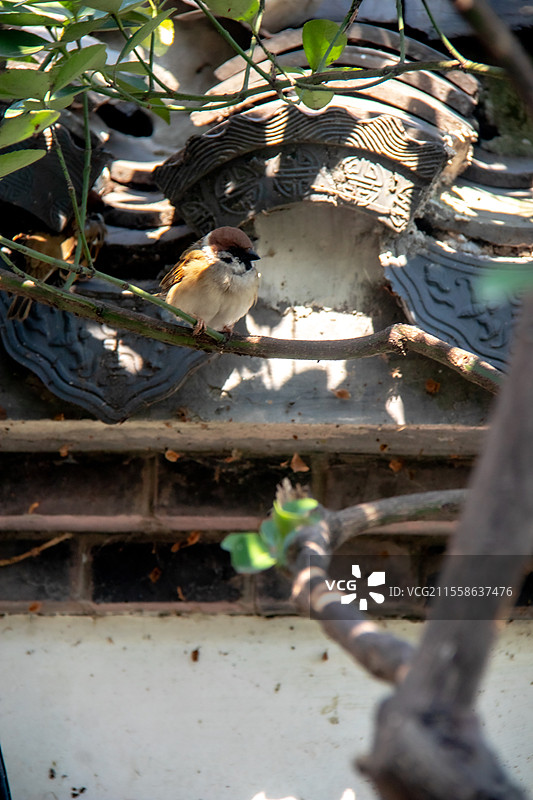 杭州西湖园林里在屋檐瓦顶上停留的麻雀图片素材