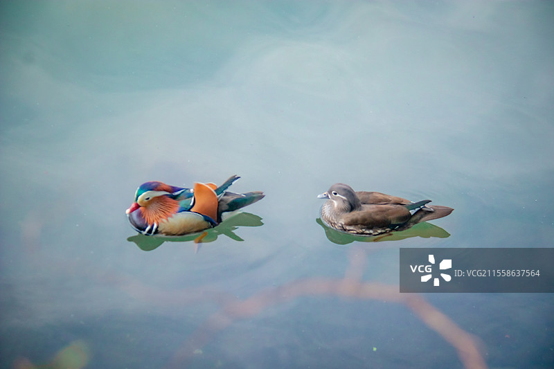 西湖里一对公母鸳鸯在谈情戏水爱情图片素材