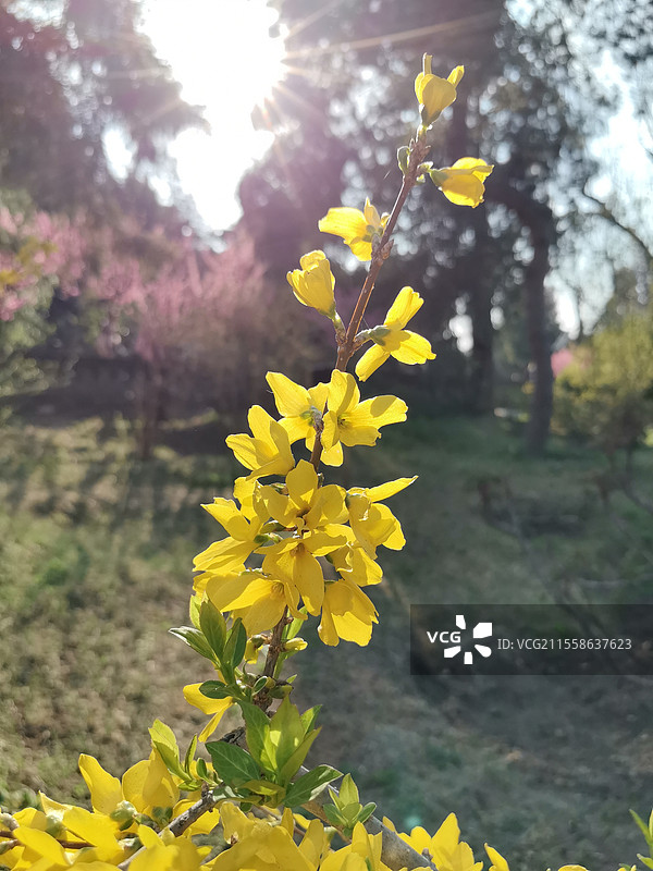 一枝黄花图片素材
