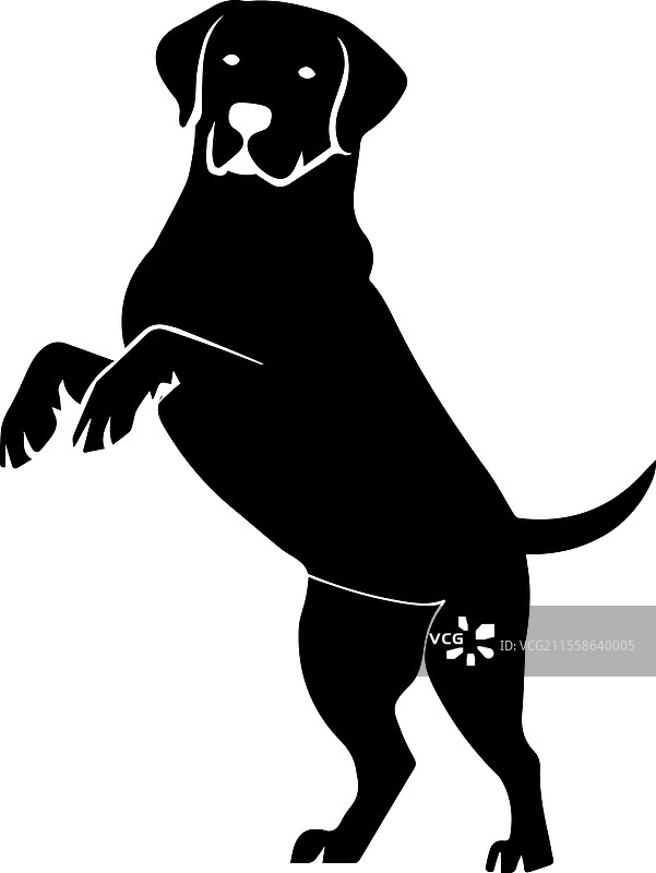 一只拉布拉多犬的剪影图片素材