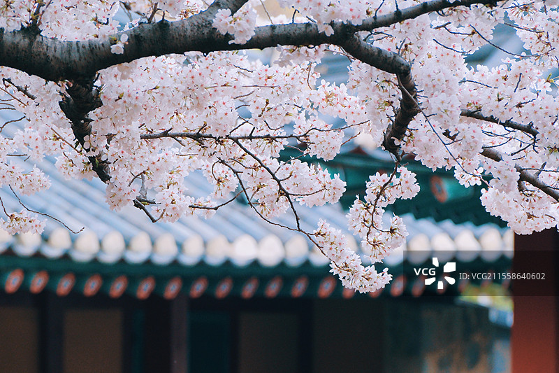 韩国济州岛三姓穴盛放的樱花与古建筑图片素材