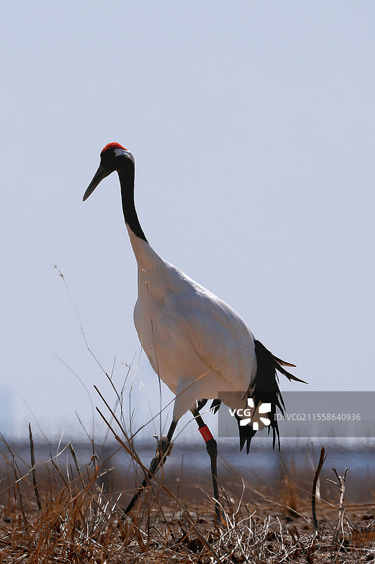 辽宁盘锦辽河口国家湿地保护区的丹顶鹤图片素材