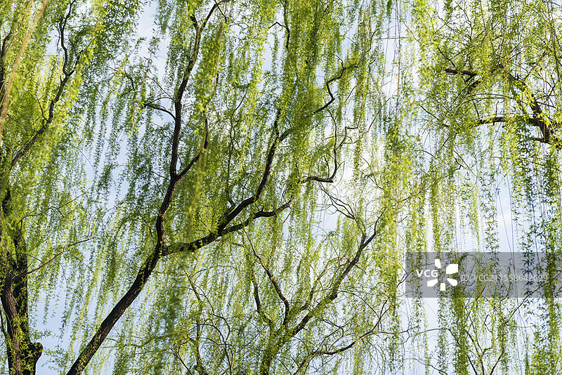 初春温暖的天空下垂柳发芽了图片素材