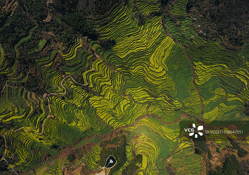 婺源篁岭梯田油菜花航拍俯视图片素材
