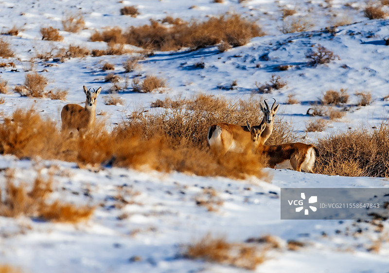 加依尔山鹅喉羚5图片素材