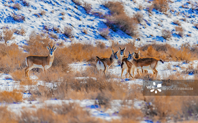 加依尔山鹅喉羚9图片素材