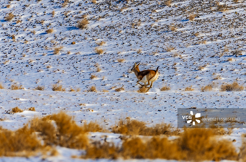 加依尔山鹅喉羚7图片素材