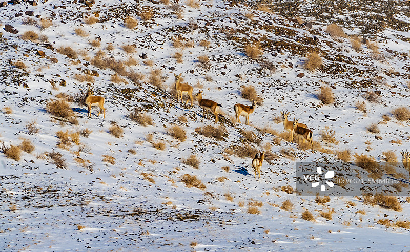 加依尔山鹅喉羚8图片素材