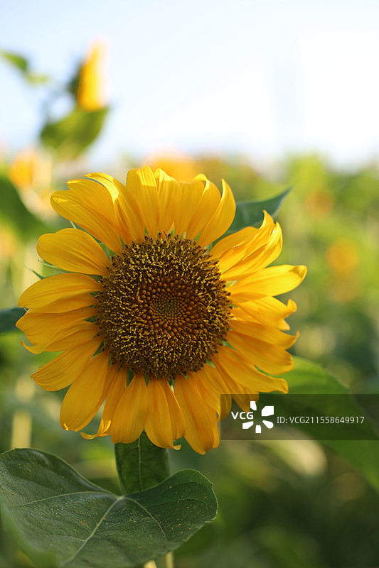 向日葵图片素材