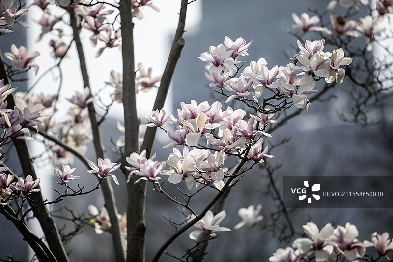 上海白云兰花图片素材