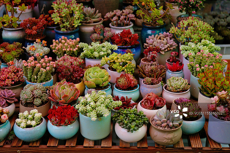 多肉植物展示图片素材