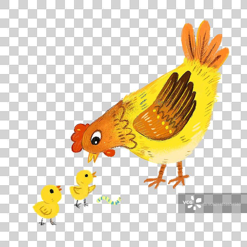 鸡妈妈图片素材