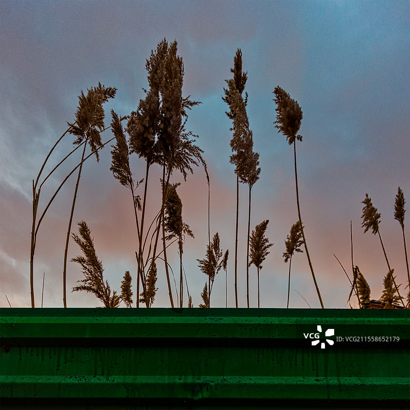 芦苇在夕阳天空下高耸于绿色金属型材围栏之上图片素材