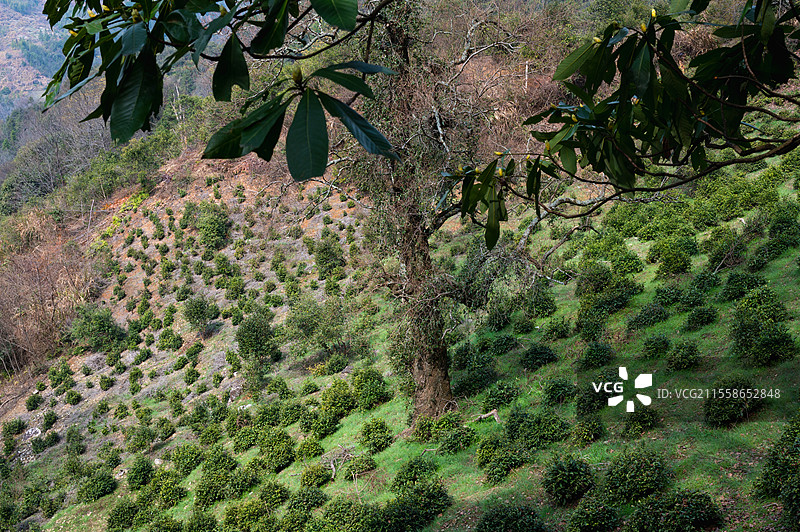 婺源的茶园图片素材