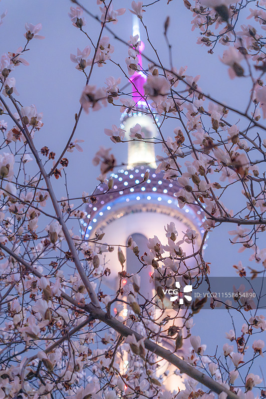 2025 上海东方明珠白玉兰图片素材