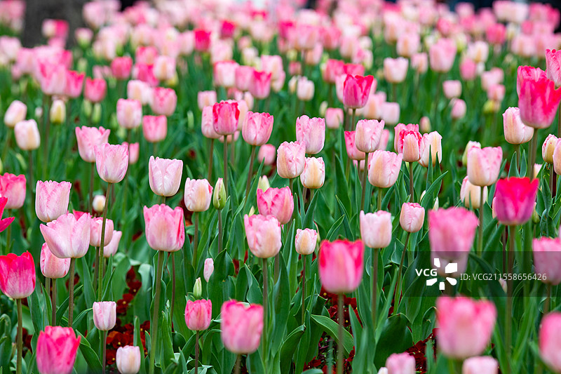 上海外滩郁金香盛开图片素材