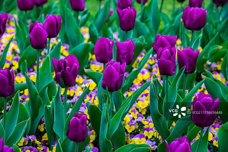 上海外滩郁金香盛开图片素材