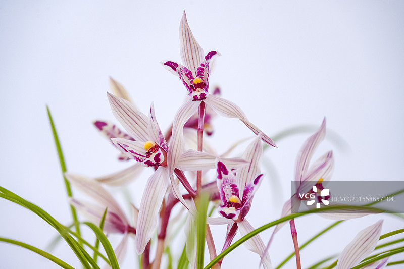 云南兰坪开花植物兰花莲瓣兰玉兔彩蝶特写镜头图片素材
