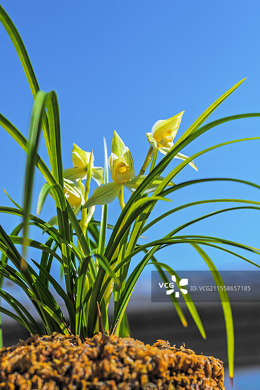 云南兰坪蓝天下开花植物兰花素心特写镜头图片素材
