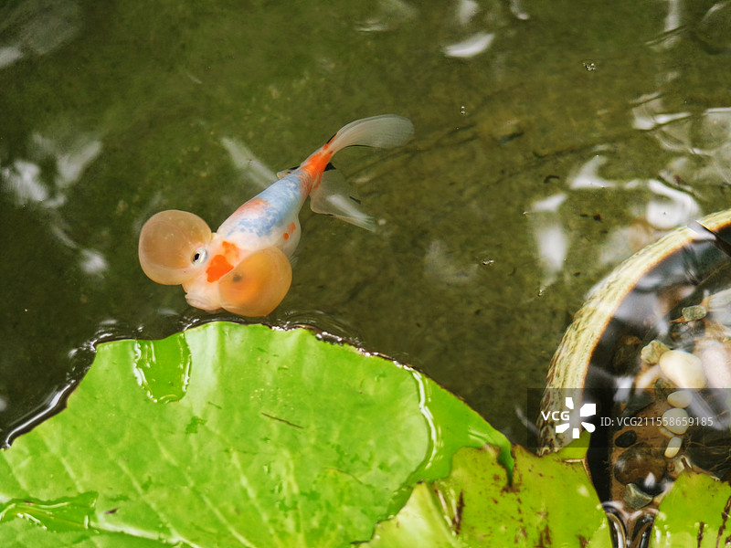 中山公园水泡金鱼图片素材