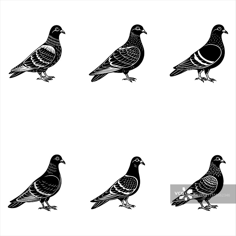 典型的鸽子图片素材