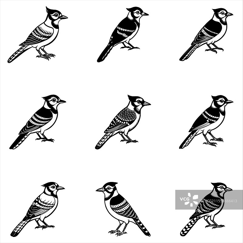 蓝松鸦图片素材