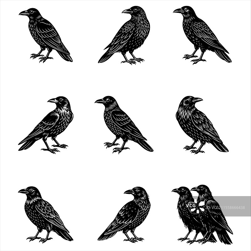 乌鸦图片素材