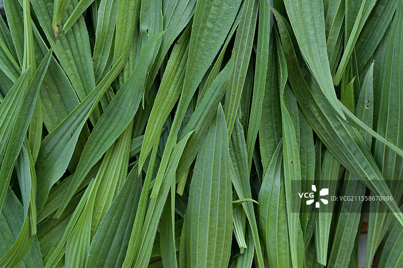 在法国埃罗收集狭叶车前草（Plantago lanceolata）的叶子以供干燥和用于草药茶。图片素材