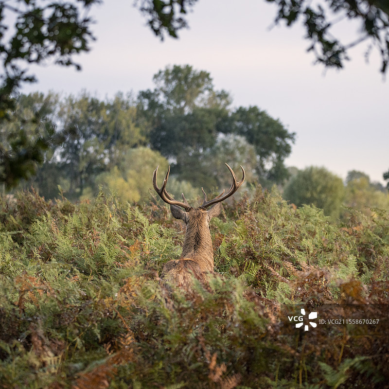 美丽的红鹿雄鹿在五彩斑斓的秋季森林景观中图片素材