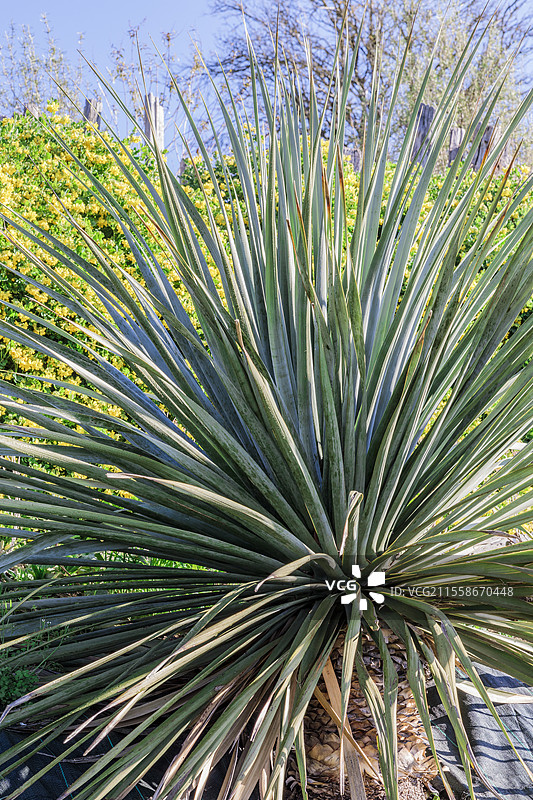 纳尔逊的无花果（Nolina nelsonii）。一种耐旱的植物，外观上类似于丝兰，但开花习性不同，生长于法国塔恩-加龙省。图片素材