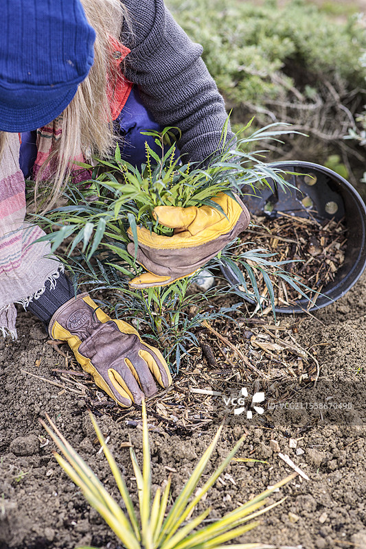 逐步种植灌木（黄杨）而不浇水：给种植槽覆盖 mulch。图片素材