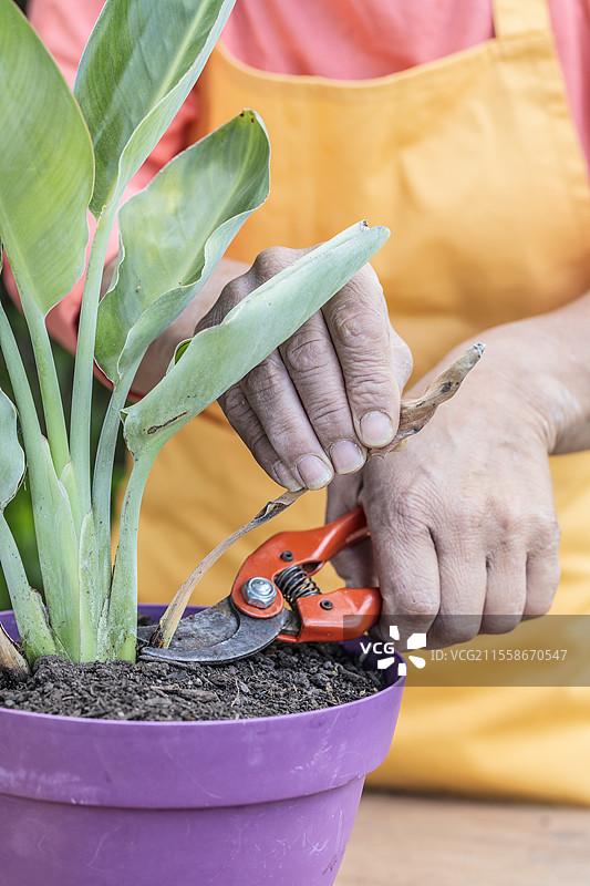天堂鸟（Strelitzia）的护理和换盆：剪掉一片旧叶子。图片素材