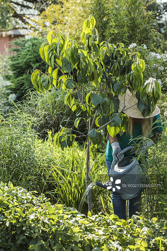 女人在初夏为一棵口渴的小果树（柿子，Diospyros kaki）浇水。图片素材